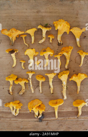 Chanterelles on wooden background Stock Photo