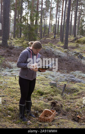 Woman picking mushrooms Stock Photo