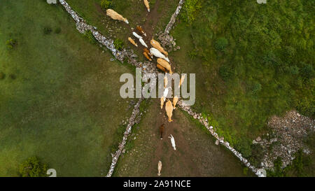 Aerial view of cows on pasture Stock Photo
