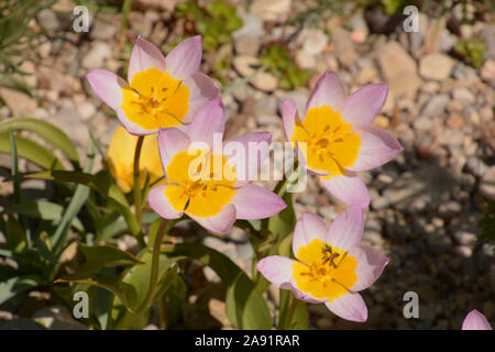 woodland tulips flowers spring symbol, wild tulips pink and yellow colored in the spring sun Stock Photo