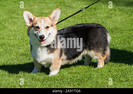 Pembroke Welsh Corgi Dog On A Lawn Stock Photo Alamy