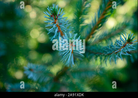 Plantations of growing green christmas tree firs in Netherlands in sunny day Stock Photo