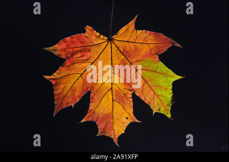 Colorful Autumn Leaf On Black Stock Photo