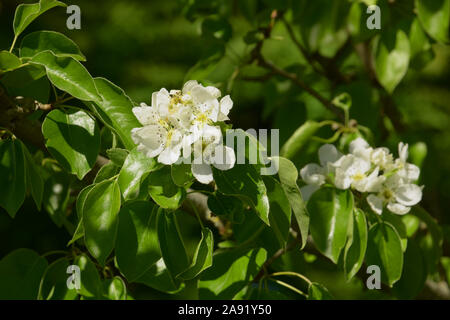 common pear flowers in april at sunny day, pyrus communis with white flowers in spring sun Stock Photo