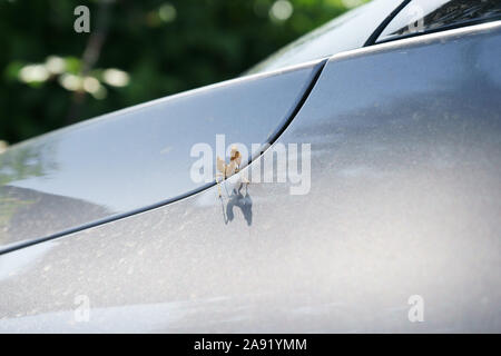Mantis religiosa - praying mantis on car Stock Photo