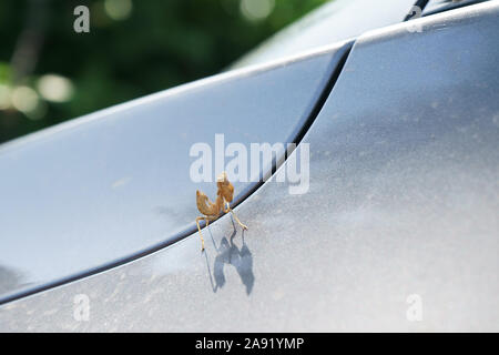Mantis religiosa - praying mantis on car Stock Photo