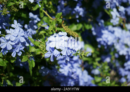 Flowers of Plumbago/Leadwort- Plumbago auriculata- Family Plumbaginaceae Stock Photo