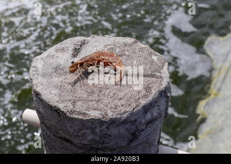 Tropical sun dried king prawn on a concrete pole. Shellfish curled up. Close up of shrimp body with many legs and head with big black eye. Long slim. Stock Photo