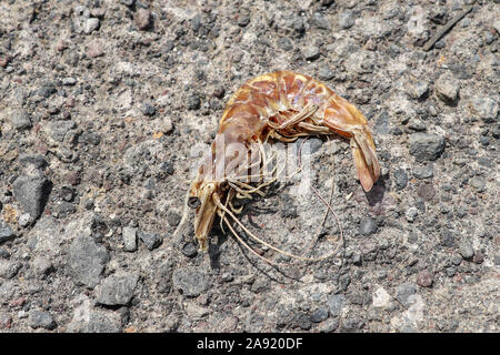 Tropical sun dried king prawn on a concrete pole. Shellfish curled up. Close up of shrimp body with many legs and head with big black eye. Long slim. Stock Photo