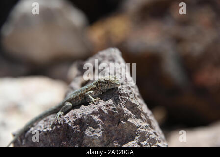Lizard sitting on rock Stock Photo