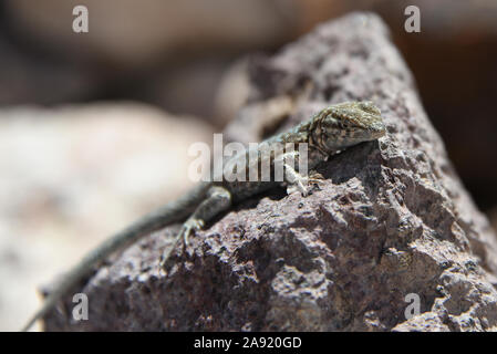 Lizard sitting on rock Stock Photo