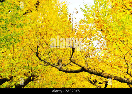 View of the colorful ginkgo trees in autumn at Meijijingu Gaien in Tokyo. Stock Photo