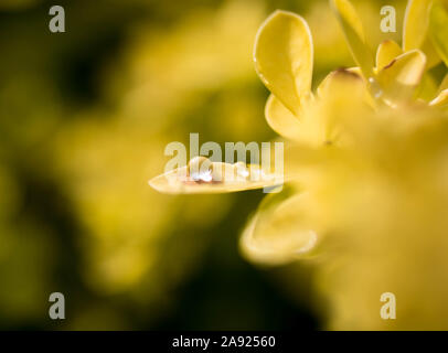 Water droplets on a yellow leaf Stock Photo
