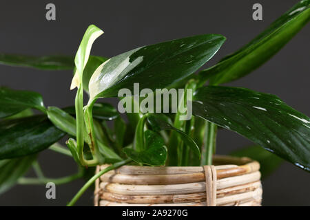 sansevieria whitney Sansevieria Whitney Hahnii  The Plant Boys