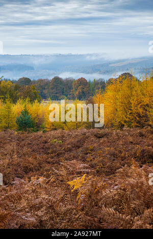 autumn in the Forest of Dean, Gloucestershire, England. Stock Photo