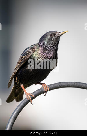 Adult common starling (Sturnus vulgaris). Stock Photo