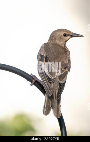 Juvenile common starling (Sturnus vulgaris). Stock Photo
