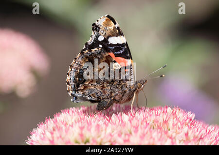 Wildlife: Painted lady butterfly (Vanessa atalanta) on a pink sedum flower head. Stock Photo