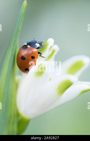 Ladybird on a snowdrop flower. (Coccinella septempunctata) Stock Photo