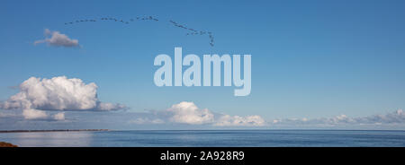Migrating Geese at The Suffolk Coast Stock Photo