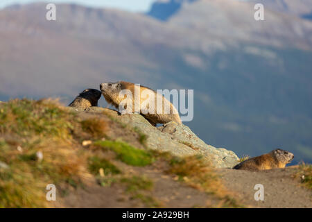 Three marmots of the Alps. Marmota marmota. Glocknergruppe mountain group. Alpine fauna. Austrian Alps. Stock Photo