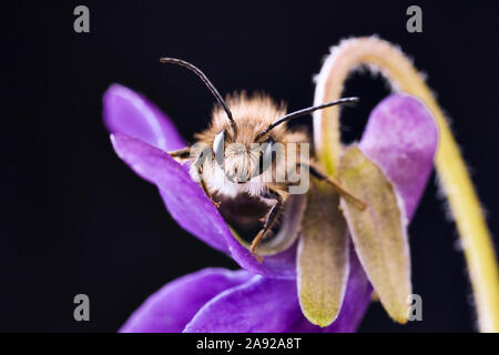 Mauerbiene, sitzt auf einer Blüte,  (Osmia cornuta) Stock Photo