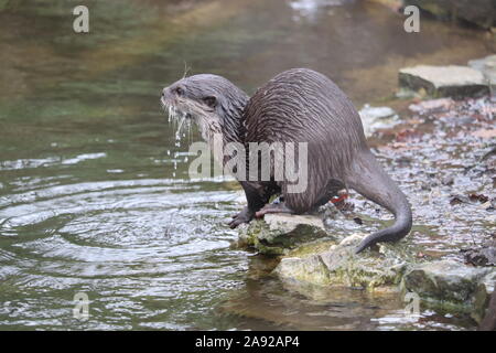 Female Asiatic Short Clawed Otter, Minnie (Amblonyx cinerea) Stock Photo