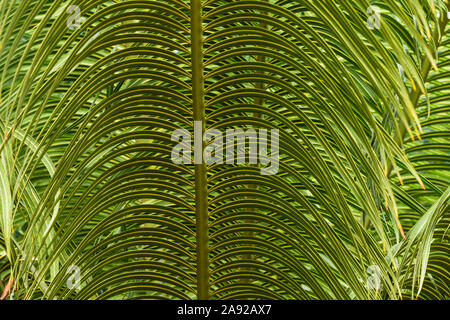 defocused abstract background with tropical leaves, palm tree leaves texture Stock Photo