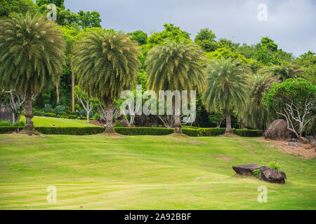 Focus nature green grass in golf court garden blur park on Sky, stone, palm tree background. Low angle shot style. Sunlight and flare background conce Stock Photo