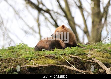 Female Bush Dog (Speothos venaticus)