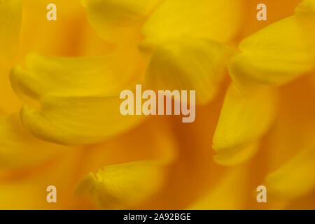 defocused abstract yellow background, abstract design template with blurred flower petals Stock Photo