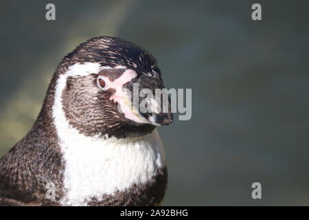 Humboldt Penguin (Spheniscus humboldti) Stock Photo