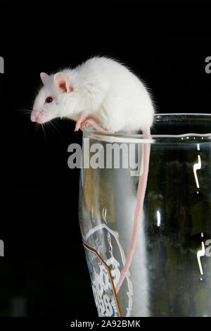 Weisse Maus klettert aus Bierglas, Stock Photo