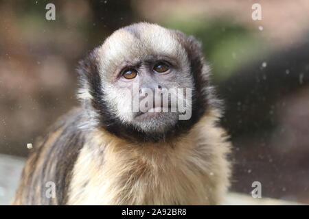 Young male Yellow-Breasted Capuchin, Clint (Sapajus xanthosternos) Stock Photo