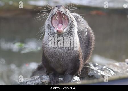 Female Asiatic Short Clawed Otter, Minnie (Amblonyx cinerea) Stock Photo