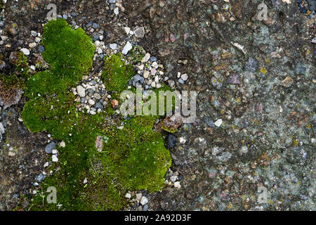 Moss green grunge texture. Moss background. Green moss on grunge texture, background. Green moss detail. Stock Photo