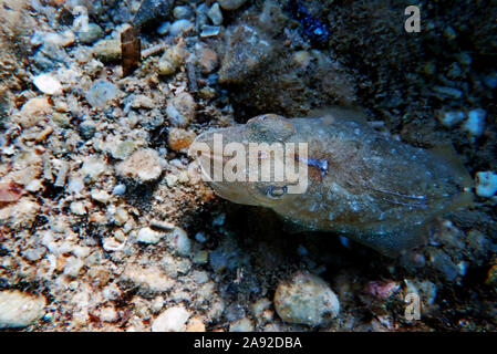 Mediterranean sea common cuttlefish isolated scene Stock Photo