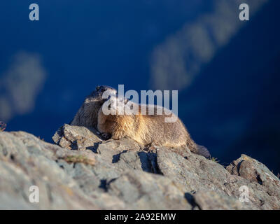 Two marmots of the Alps. Marmota marmota. Glocknergruppe mountain group. Alpine fauna. Austrian Alps. Stock Photo