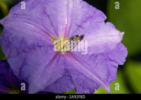 A close-up of Solanum Macranthum, also known as the Giant Star Potato Tree. Stock Photo