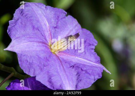 A close-up of Solanum Macranthum, also known as the Giant Star Potato Tree. Stock Photo