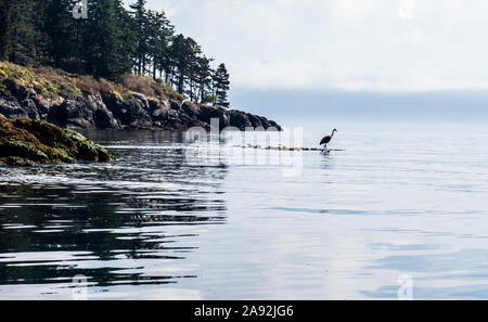 A Great Blue Heron hunting on a bunch of bull kelp off Orcas Island in Rosario Strait, Washington, USA. Stock Photo