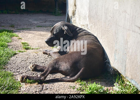 Black dog lying against a wall Stock Photo