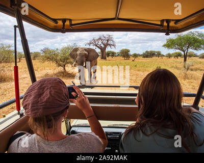 Female tourists view and photograph an African elephant (Loxodonta africana) while sitting in a vehicle on safari, Baobab tree (Andansonia digitata...