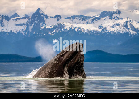 Humpback whale (Megaptera novaeangliae) lunge feeding for herring with a view of throat pleats, Inside Passage, Lynn Canal Stock Photo