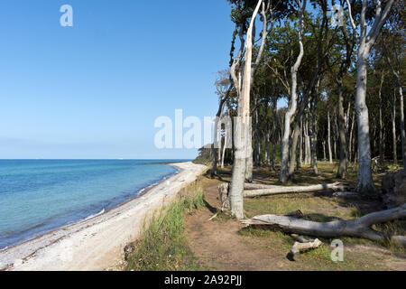 Ghost Wood (Gespensterwald) at Nienhagen Beach, Mecklenburg-Vorpommern, Baltic Sea, Germany Stock Photo