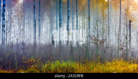Forest on a foggy morning at sunrise; Saskatchewan, Canada. Stock Photo