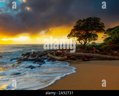 Sunrise over driftwood and rocks on a Hawaiian shore; Kauai, Hawaii, United States of America Stock Photo