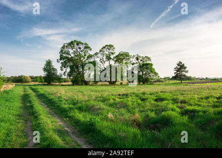 Rural road through a green meadow, beautiful tall trees and white clouds on a blue sky Stock Photo