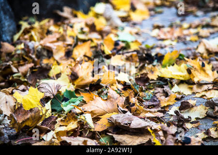 Fallen Autumn leaves shattered on the ground Stock Photo