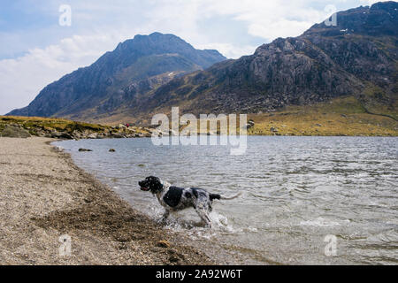 A wet English Springer Spaniel dog shakes off water droplets in Llyn Idwal lake in Snowdonia National Park. Ogwen, Gwynedd, Wales, UK, Britain Stock Photo